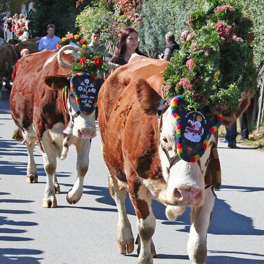 Festlich geschmückte Kühe beim Bauernherbstfest in Uttendorf im Pinzgau | © TVB Uttendorf
