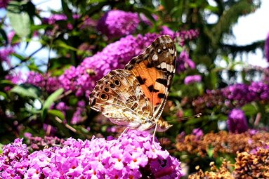 Schmetterling auf einer Blüte am Schmetterlingslehrweg | © Tourismusverband Uttendorf / Weißsee