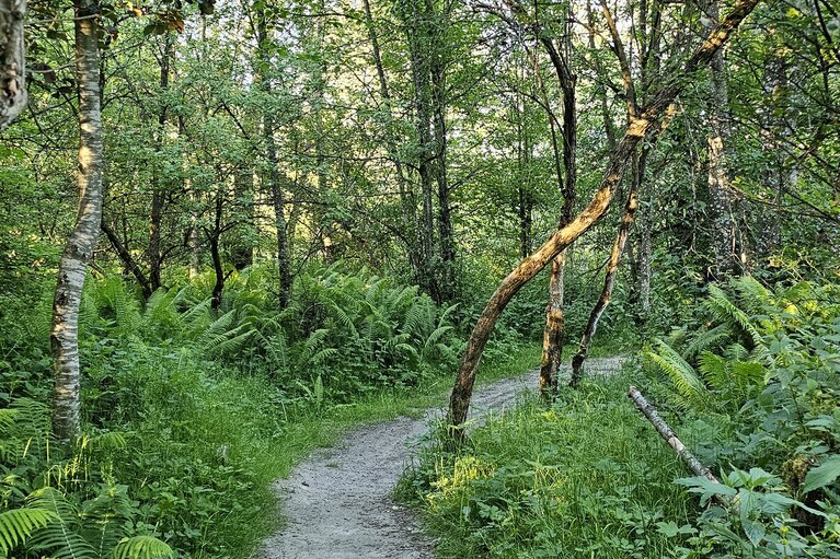 Naturweg durch die bewaldete Achenfurt in Uttendorf | © Tourismusverband Uttendorf / Weißsee