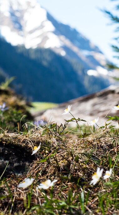 Nationalpark Blume | © Ferienregion Nationalpark Hohe Tauern